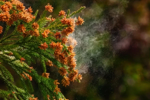 Искусственное освещение продлевает сезон пыльцы и вредит аллергикам