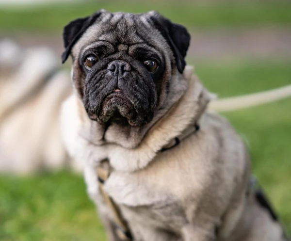 Изображение к статье: Неизвестная болезнь собак продолжает распространяться в США