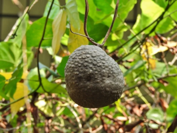 Это растение способно манипулировать птицами с помощью фальшивых ягод