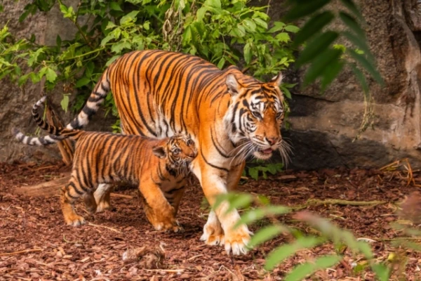 Изображение к статье: В какой стране больше всего диких тигров?