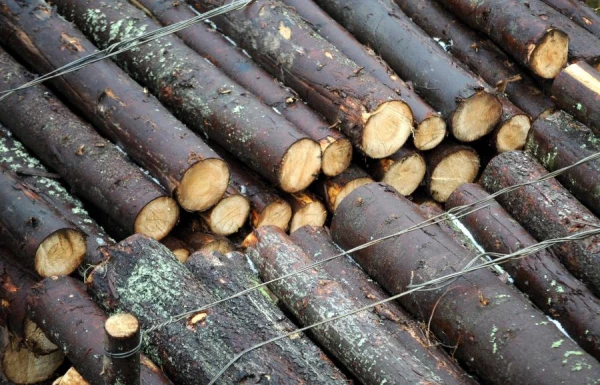 Изображение к статье: Борьба за рынок древесины: Latvijas valsts meži просят суд заморозить спорные контракты