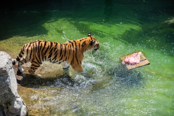 В зоопарках стало слишком много стариков: учёные нашли угрозу для сохранения видов