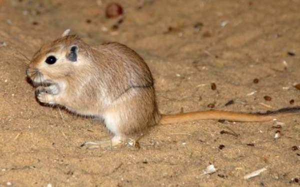 Изображение к статье: Как животные в пустыне удовлетворяют свои потребности в воде?