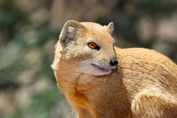 Обладает ли мангуст иммунитетом к змеиному яду?