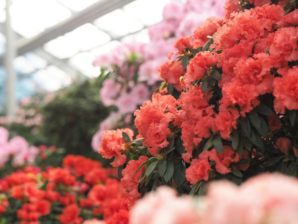 Изображение к статье: Фото: botanika.lu.lv