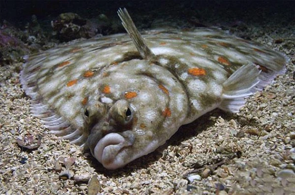 Изображение к статье: На Аляске создана ассоциация для продвижения камбалы