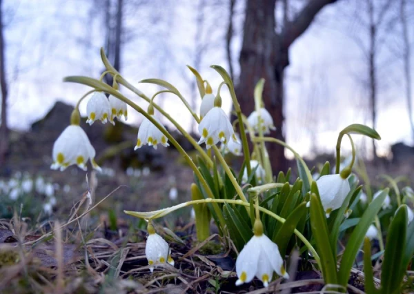 Фенолог рассказал, когда «в воздухе запахнет весной»