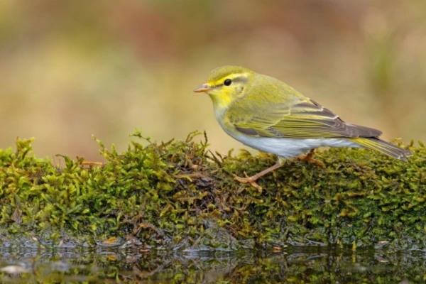 Изображение к статье: Эти птицы действительно умеют предсказывать погоду