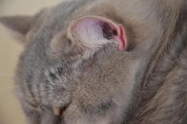 Изображение к статье: Интересная особенность: зачем котам нужен «кармашек» на ушах