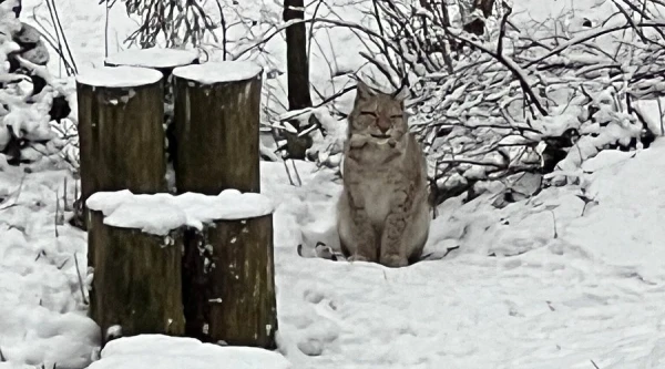 Изображение к статье: Вечер Дня святого Валентина при свете фонарика: природный заповедник Лигатне приглашает на прогулку «Встреча с животными в темноте».