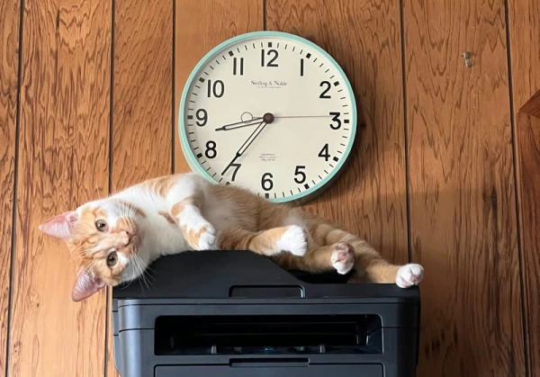 Тотальное отключение: принтеры перестали работать с Windows