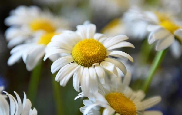 Почему ромашка носит такое имя?