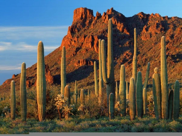 Изображение к статье: Можно ли есть кактус?