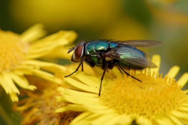 Ученые выяснили, как муха садится на потолок