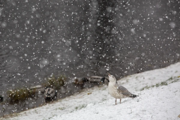Погода в Латвии снова резко изменится - синоптики