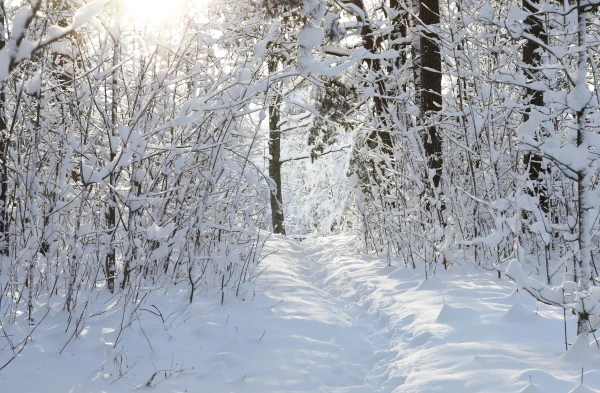 Вечером и ночью некоторые районы Латвии завалит снегом, днем станет теплее
