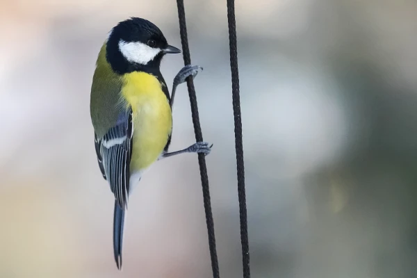 Изображение к статье: В четверг на юге Латгале потеплеет до нуля градусов