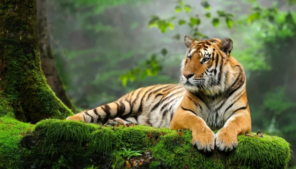 Изображение к статье: Почему тигры оранжевые?