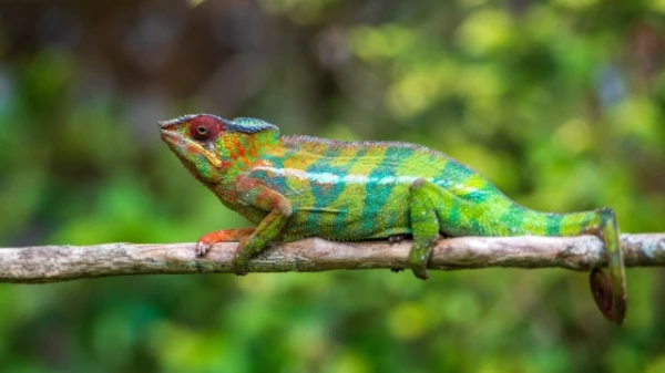 Изображение к статье: Какие рептилии могут прожить целый год без еды