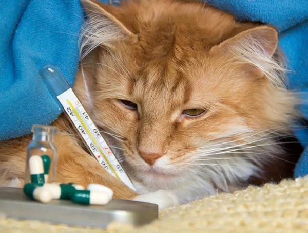 Как понять, что ваша кошка заболела: 8 признаков