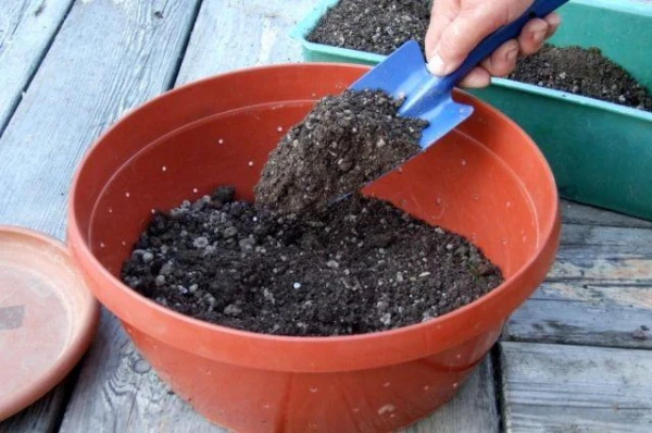 Изображение к статье: Как правильно подготовить питательную смесь для рассады?