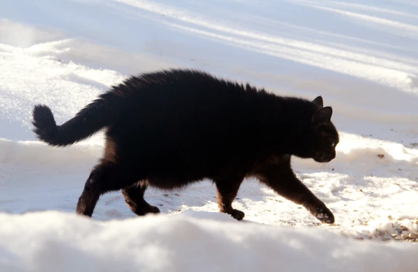 Изображение к статье: В субботу снова засияет солнце; снегопад прекратится