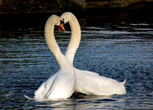 Существуют ли случаи самоубийства среди животных?