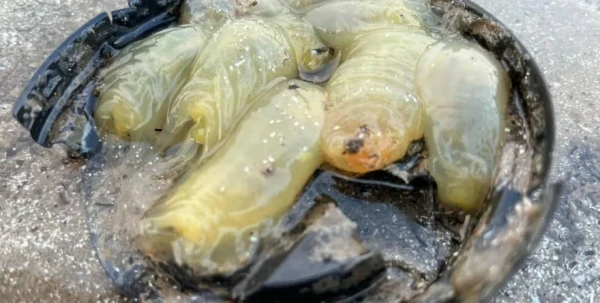 Изображение к статье: Что это за гадость, выяснили английские ученые.