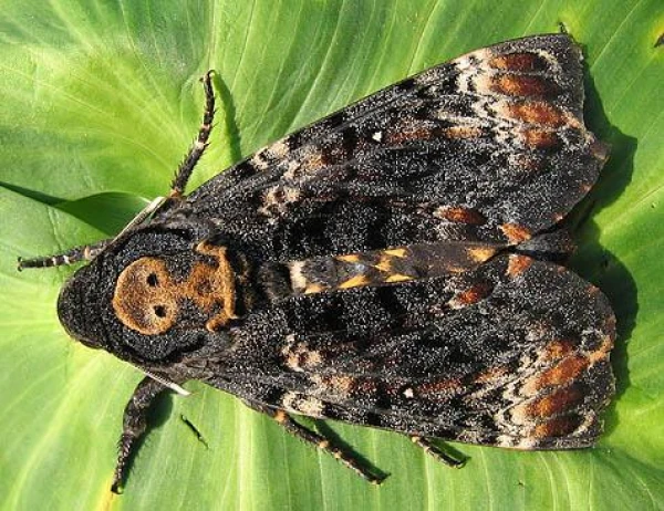 Изображение к статье: Могут ли насекомые издавать звуки?