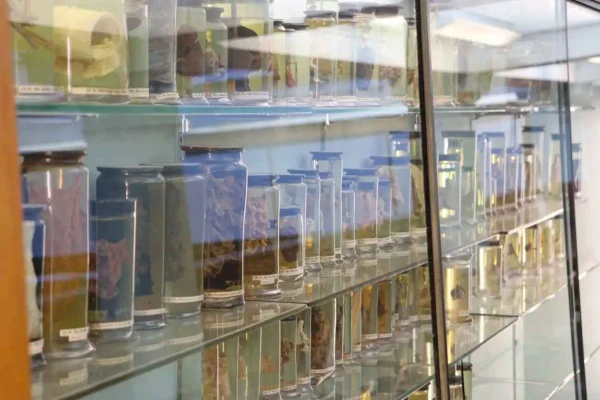 Изображение к статье: Биоматериалы принесли разгадку науке.