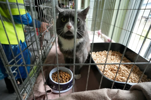 Ночной ветеринар за счет государства? Власти дали ответ