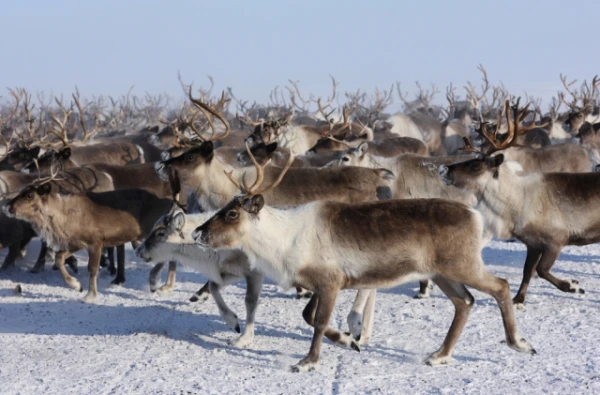 Почему олени сбиваются в хороводы?