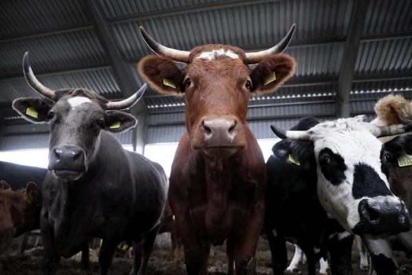 Изображение к статье: Корейские ученые разработали «говяжий рис»