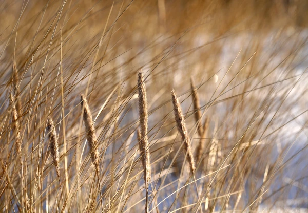 Изображение к статье: Синоптики раскрыли, когда, наконец, возможна оттепель