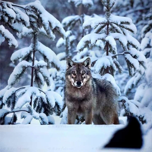 Волк-путешественник: как хищник преодолел рекордные 1240 километров