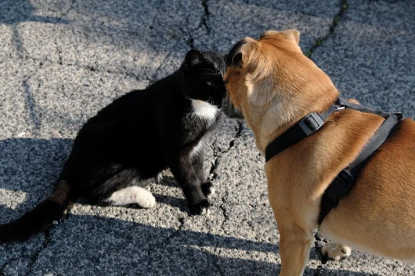 Изображение к статье: Кошки научились осваивать собачьи игры