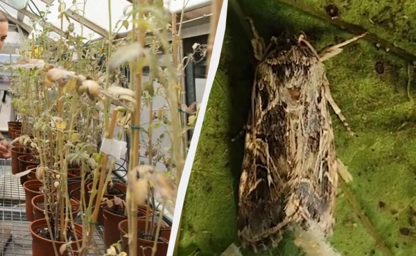 Изображение к статье: Самки моли избегали томатов, которые страдали от обезвоживания и соответственно "звучали".