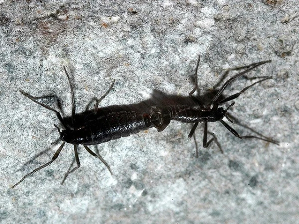 Изображение к статье: Бедное насекомое съело пакость.