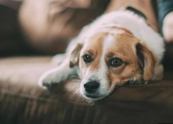 Изображение к статье: Назван способ распознать одиночество у домашнего питомца