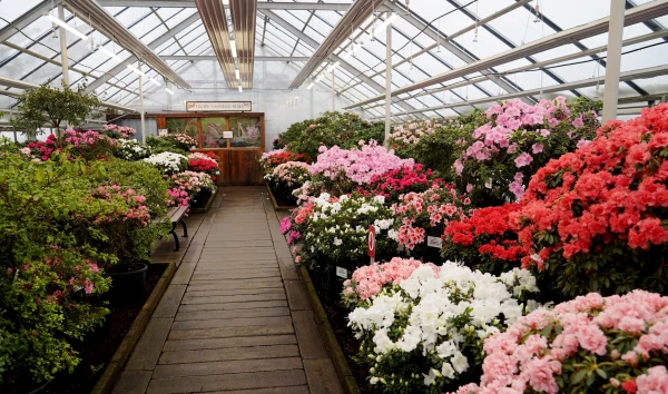 Традиция прерывается: в ботаническом саду в этом году не будет ярмарок саженцев