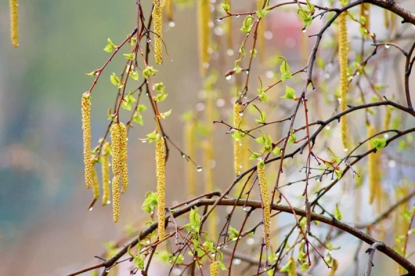 Кирилл Весноуказчик: что следует сделать 27 февраля