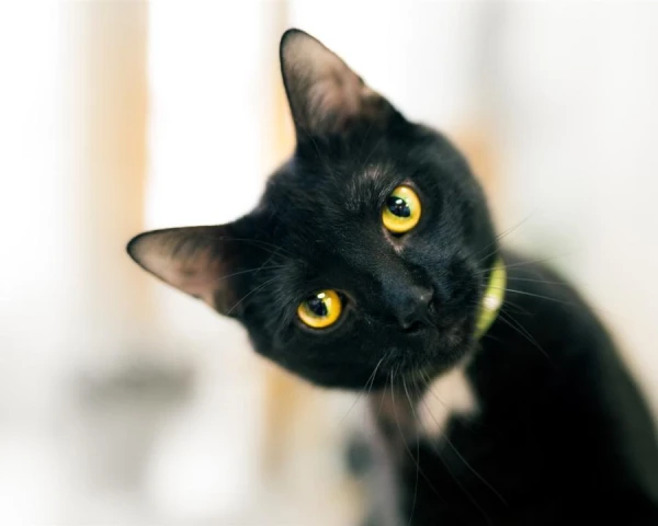 Почему у кошек наблюдаются залысины на ушах?