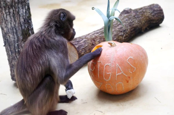 Депутатов в латвийский Сейм будут выбирать зоопарке, больницах и торговых центрах