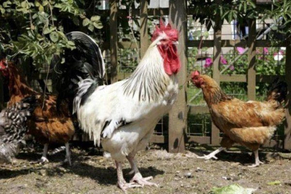 Исследование влияния классической музыки на здоровье бройлеров