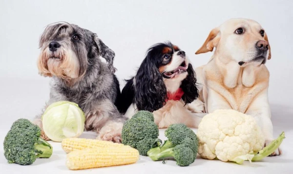 Изображение к статье: Как из одомашненного волка возникло множество пород собак?