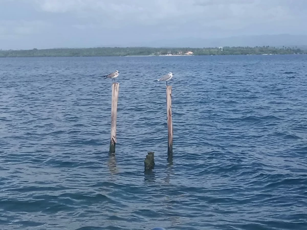 Изображение к статье: Береговая охрана Кубы застрелила четверых на катере из США