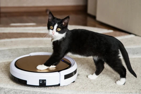 Изображение к статье: За домашними питомцами нужен присмотр.