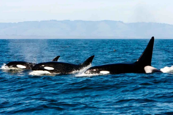 Изображение к статье: Высшие хищники стоят вверху пищевой цепи.