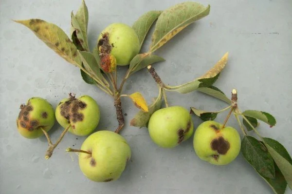 Изображение к статье: Как эффективно бороться с паршой на плодовых деревьях?