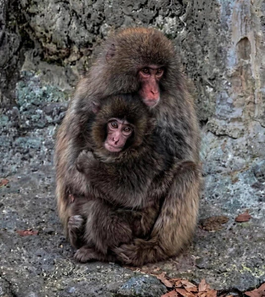 Изображение к статье: Панч нашел приемную родительницу.
